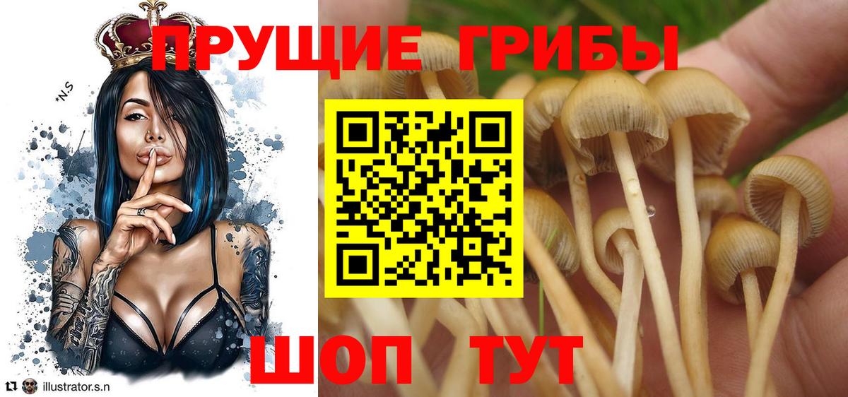 Керчь  купить закладку  Вход с VPN  Псилоцибиновые грибы Psilocybine cubensis  Галлюциногенные грибы MAGIC MUSHROOMS 